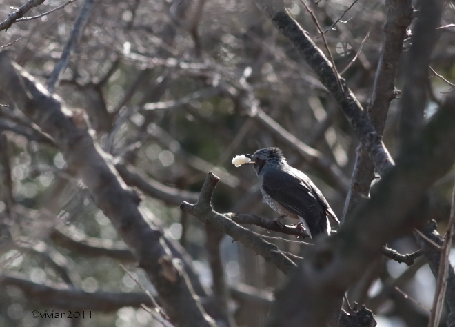 大田原 羽田沼(はんだぬま)の白鳥 2015_e0227942_23104943.jpg