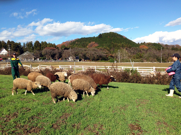 2015年、新年のご挨拶  — Feel 草 Good !! —_c0048265_21405739.jpg