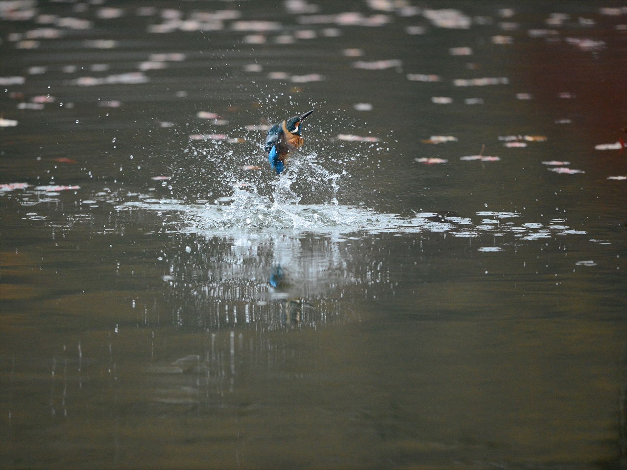 雨の中佇む・・・・カワセミ。_d0157380_14393458.jpg