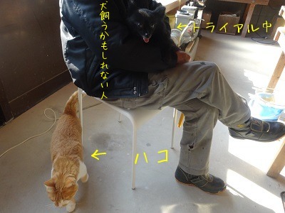トライアル犬_d0195183_019109.jpg