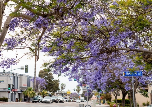 ロサンゼルスの街路樹など English Hill
