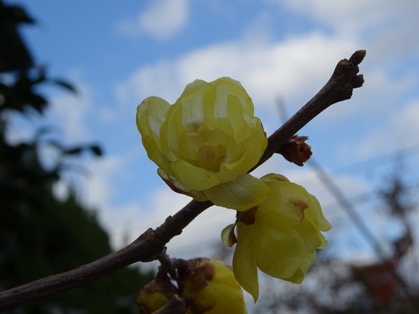 b0052108_22551596.jpg