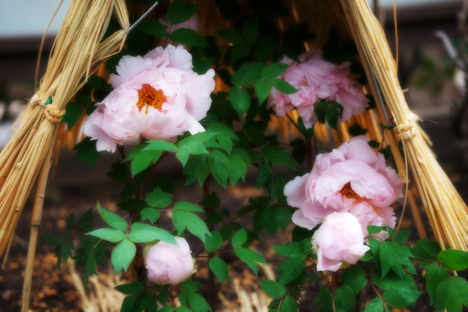 a0263109_21285823.jpg