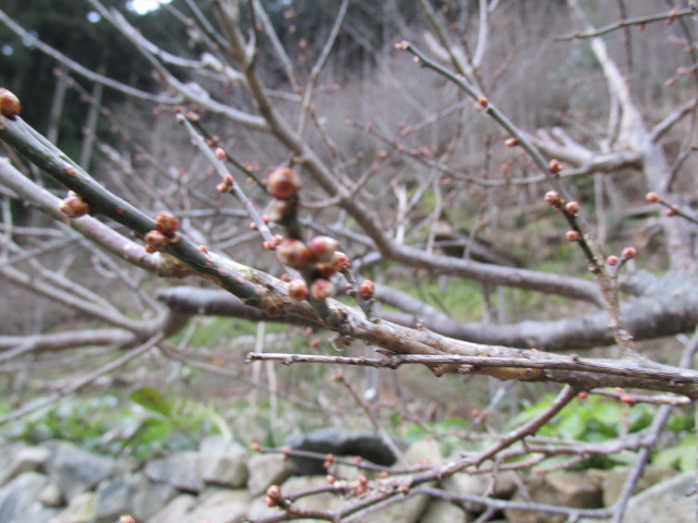 ＤＩＹ　石垣と　紅茶　１月８日（木）雪_f0341616_06151190.jpg