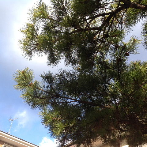 f0031037_14524151.jpg