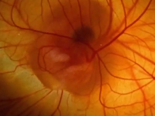 「科学映像館」のネーミング?_b0115553_13335532.png