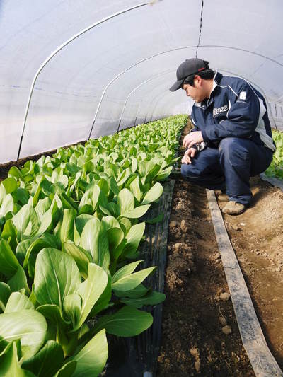 チンゲン菜　無農薬・無加温チンゲン菜　予約受付スタートしました!!_a0254656_17143023.jpg