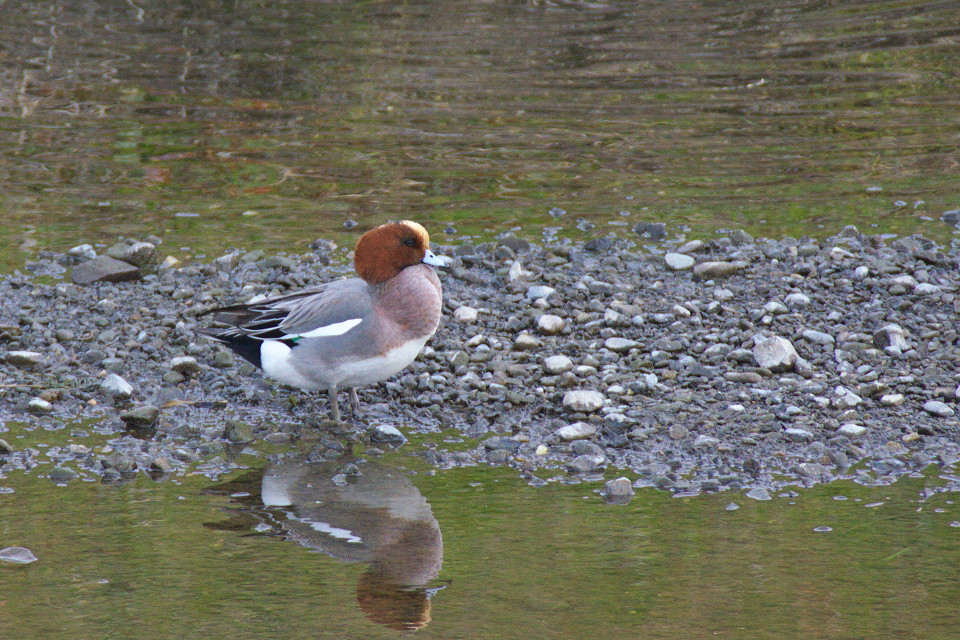 水辺の鳥さん達_f0072758_21422.jpg