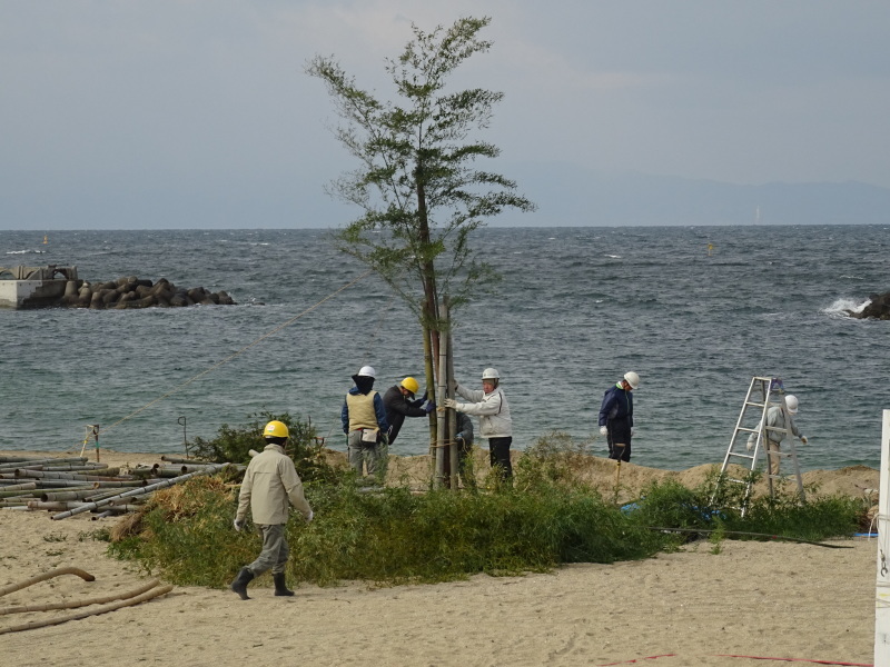 [とんど]準備＆組立（「新春里海まつり２０１５」）　　in　　せんなん里海公園_c0108460_20502042.jpg