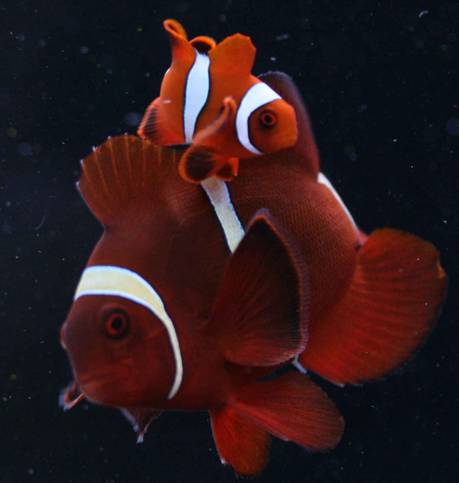 今年最初のマニラ便 ビーボックスアクアリウム松戸店 海水魚 サンゴ情報 今年最初のマニラ便 ビーボックスアクアリウム松戸店 海水魚 サンゴ情報