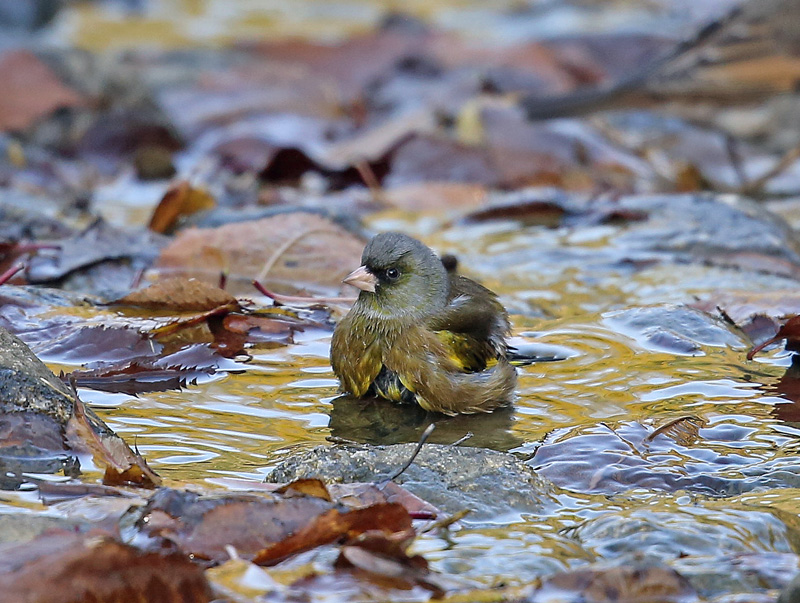 水浴びをする「カワラヒワ」_d0195897_14185385.jpg