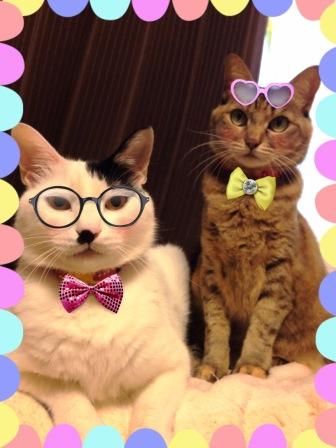 今年もよろしくおねがいします えとう動物病院のきまぐれ日記