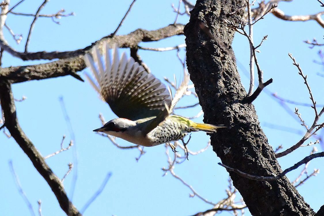 アオゲラ 飛び出し 飛翔 今日の撮れたて 私のデジタル写真眼 アオゲラ 飛び出し 飛翔 今日の撮れたて 私のデジタル写真眼