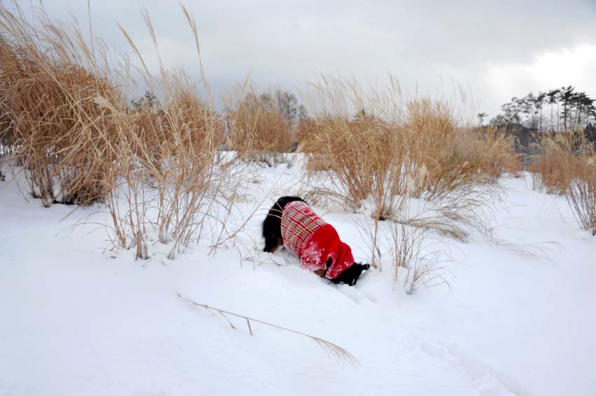 今シーズン初めての雪遊びは蒜山だった＾＾；_b0075541_2122792.jpg