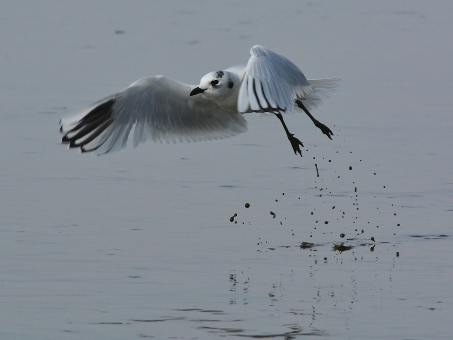 ズグロカモメ（頭黒鴎）/Chinese black-headed gull_b0309841_0101351.jpg