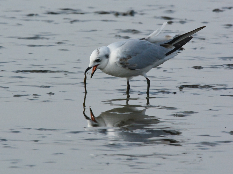 ズグロカモメ（頭黒鴎）/Chinese black-headed gull_b0309841_085739.jpg