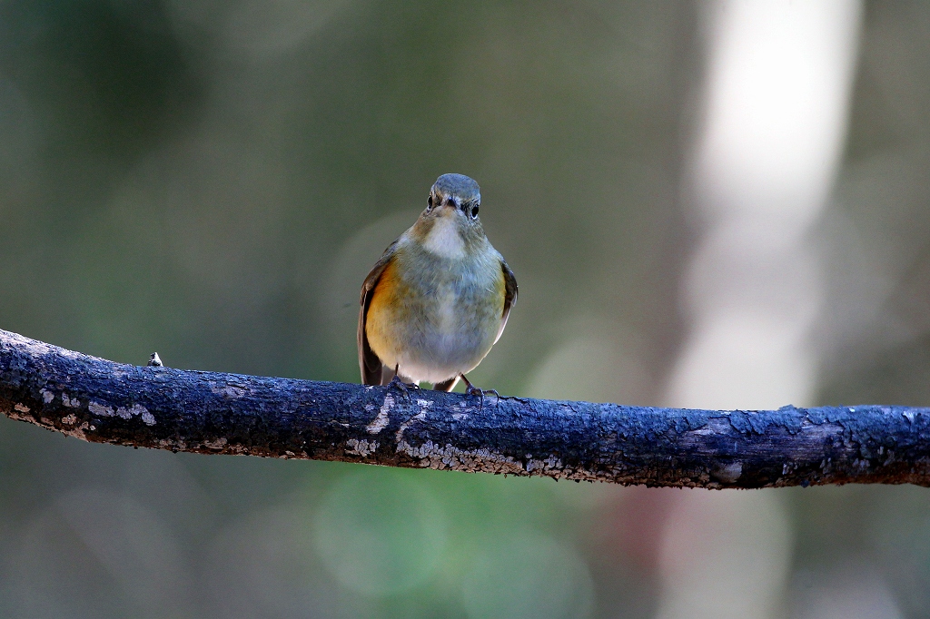 ルリビタキ若と成鳥_f0238447_17581844.jpg