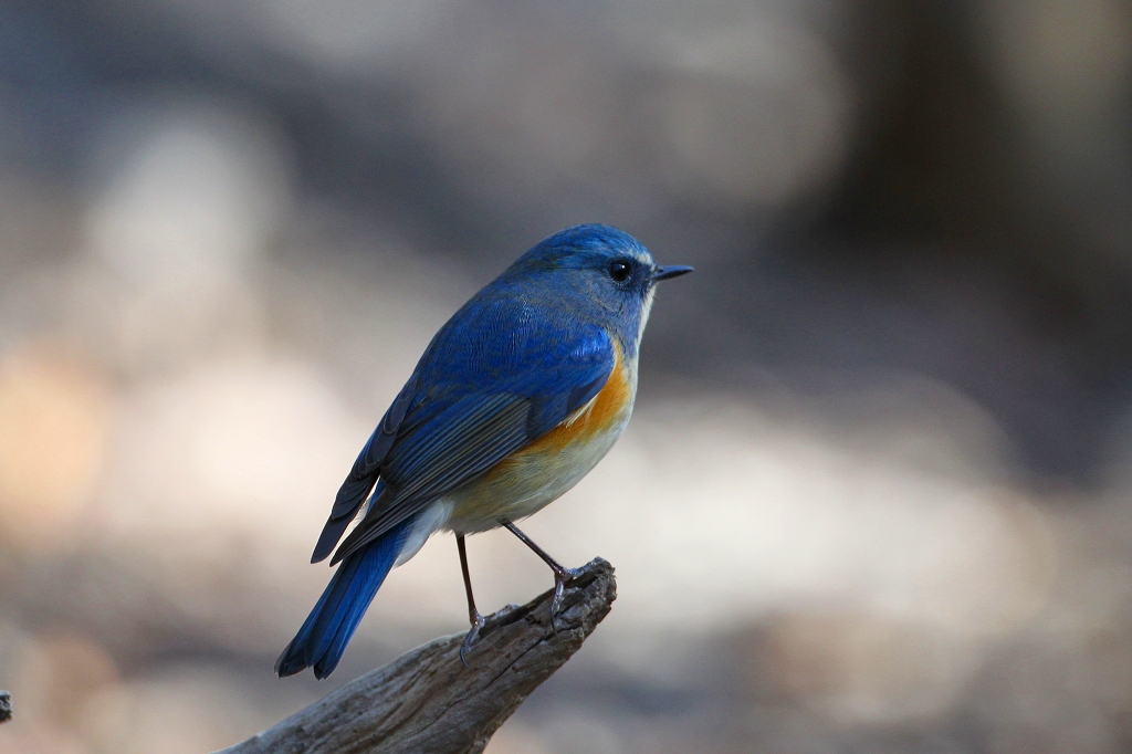 ルリビタキ若と成鳥_f0238447_1814135.jpg