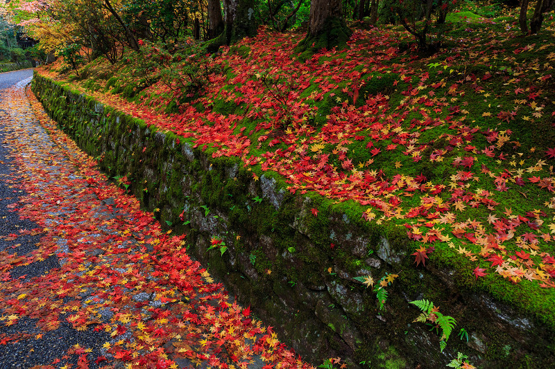 晩秋光景・赤山禅院／禅華院_f0155048_004178.jpg