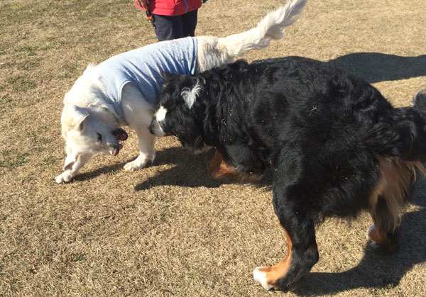 犬太郎君と待ち合わせ！！_c0110361_14393138.jpg