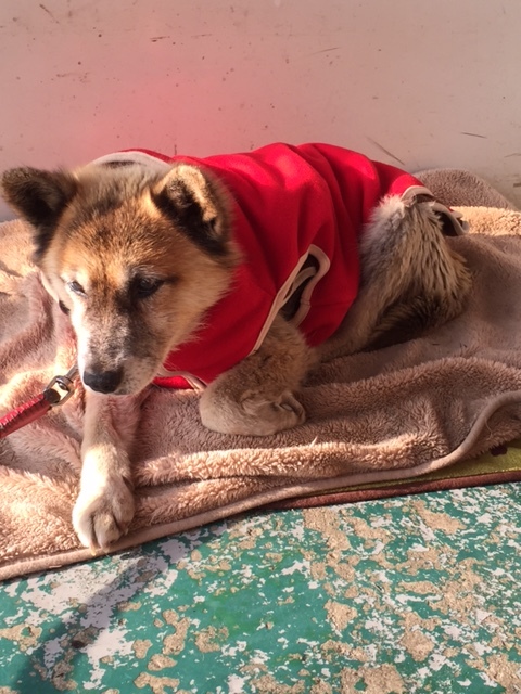 社員犬ハナちゃん_a0077071_15531297.jpg