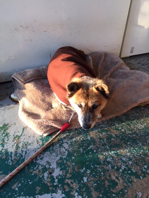 社員犬ハナちゃん_a0077071_15580419.jpg