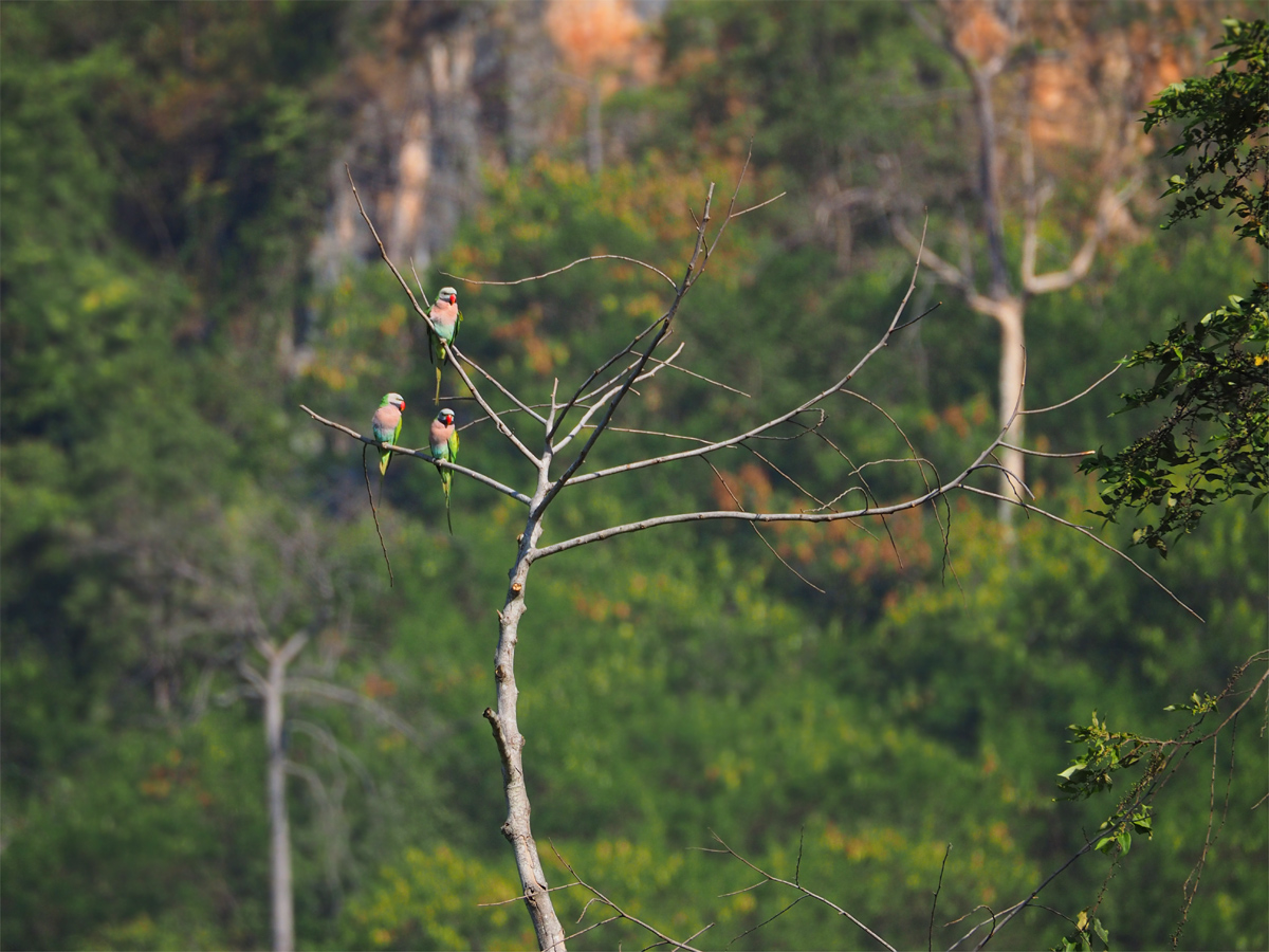 Red-breasted Parakeet at Khao Yai  :  ダルマインコ@カオヤイ _d0283373_14252552.jpg