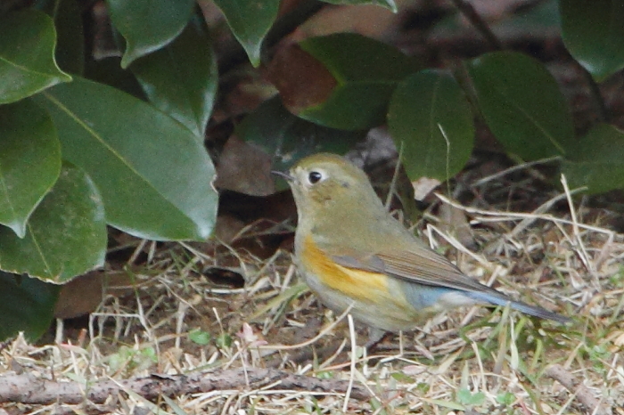 ★先週末の鳥類園(2015.1.4)_e0046474_14444176.jpg