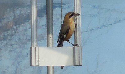 百舌鳥_c0332682_19165217.jpg