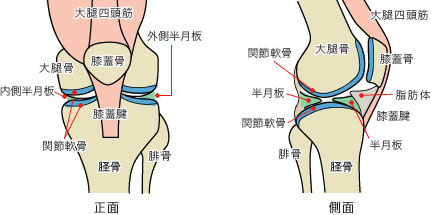 変形性膝関節症とは？原因・メカニズム・効くツボ_f0115484_15585908.jpg