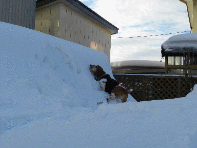 f0205887_15381252.gif