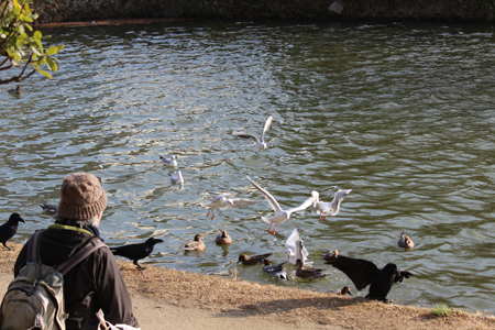 大濠公園、福岡城址舞鶴公園散歩　2015年1月10日_a0129233_1811635.jpg