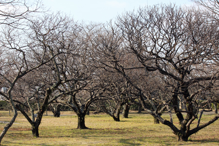 大濠公園、福岡城址舞鶴公園散歩　2015年1月10日_a0129233_1884555.jpg