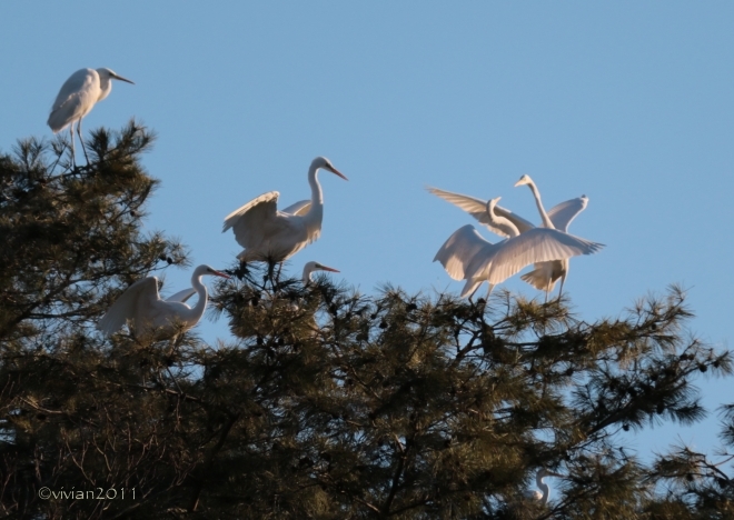 真岡　冬の井頭公園は野鳥の楽園_e0227942_23170526.jpg