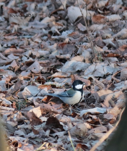 真岡 冬の井頭公園は野鳥の楽園_e0227942_23212646.jpg