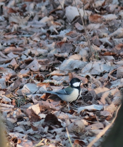 真岡　冬の井頭公園は野鳥の楽園_e0227942_23212646.jpg