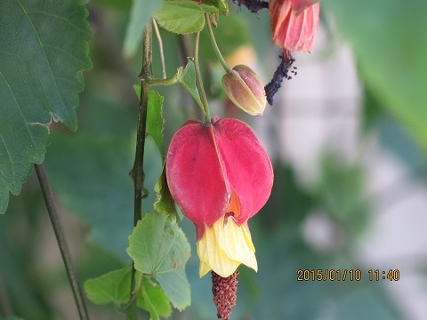 c0247346_21060309.jpg