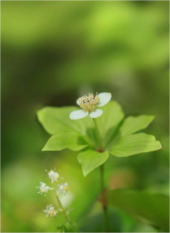 2014年　野草散策から 35_e0091347_1039181.jpg