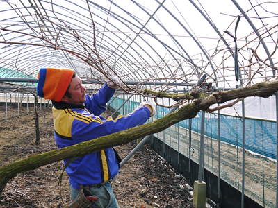 熊本ぶどう 社方園 剪定作業2015(前編)_a0254656_17351575.jpg