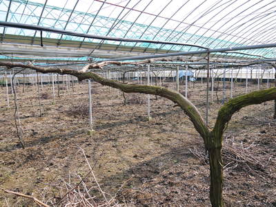 熊本ぶどう 社方園 剪定作業2015(前編)_a0254656_1829727.jpg