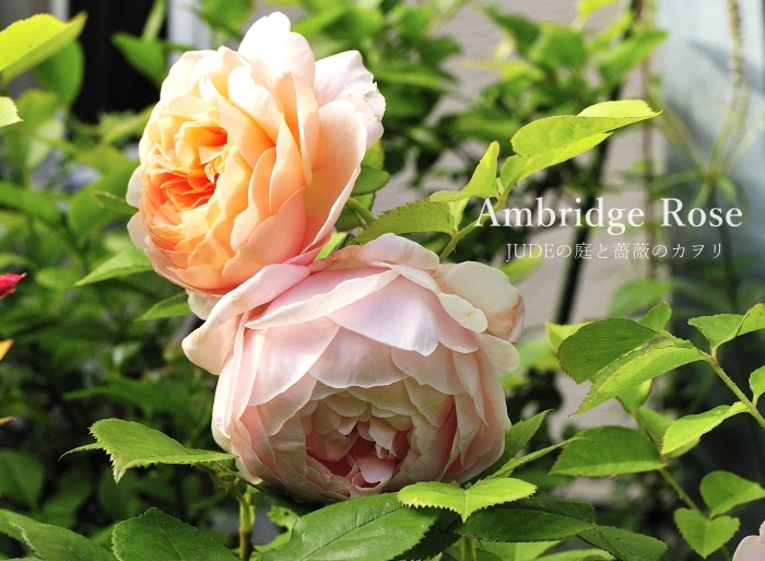 Ambridge Rose2014（ｱﾝﾌﾞﾘｯｼﾞ ﾛｰｽﾞ）_c0278671_11194474.jpg