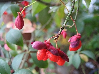 c0229483_21482319.jpg