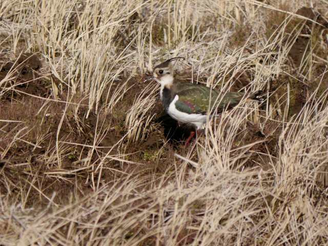 気品ある田圃の貴公子 タゲリ殿_d0088184_17014033.jpg