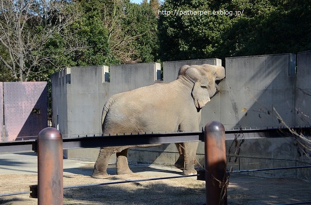 ２０１４年１２月　ほぼ毎月とくしま動物園　その３ ポロロにクリスマスイベント_a0052986_23365281.jpg