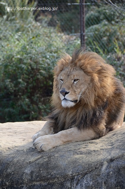 ２０１４年１２月　ほぼ毎月とくしま動物園　その３ ポロロにクリスマスイベント_a0052986_23382775.jpg