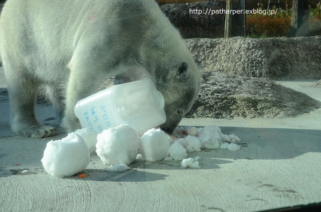 ２０１４年１２月　ほぼ毎月とくしま動物園　その３ ポロロにクリスマスイベント_a0052986_23574362.jpg