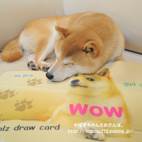 一枚の写真から（松江犬猫の会）_a0126590_23173203.jpg