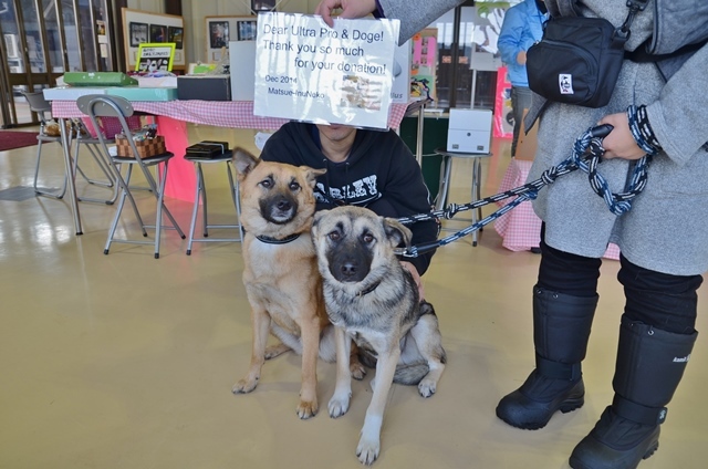 一枚の写真から(松江犬猫の会)_a0126590_23184151.jpg