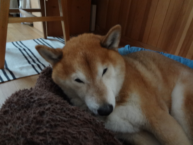 眠い柴犬_c0221299_10351714.jpg