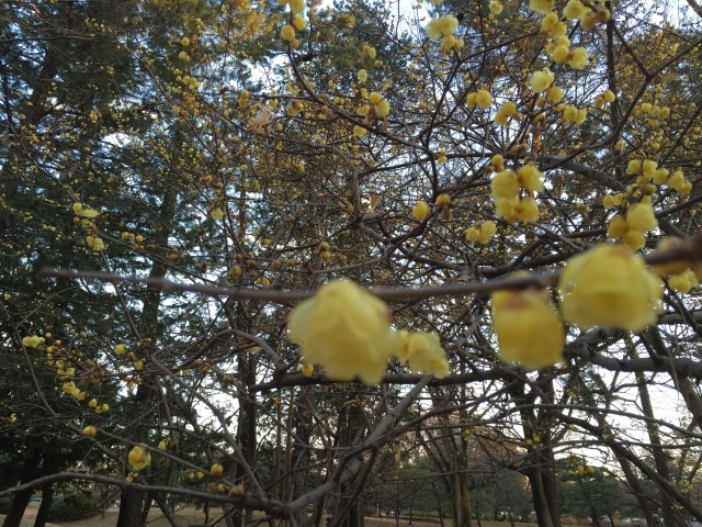 c0158301_20091110.jpg